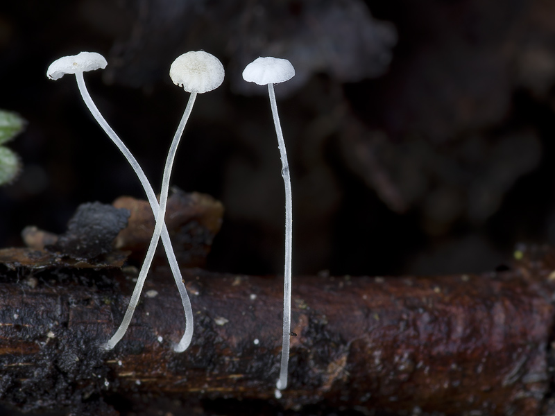 Hemimycena persimilis